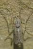 Chironomus sp.